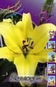 Лилия Йеллоуин 18/20 5 шт
