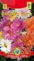 Хризантема Фанфары индийская смесь Плз