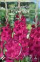 Гладиолус Плум Тарт 10/12 7 шт 