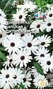 Маргаритка Дитя природы капская (остеоспермум) Сед