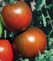 Помидоры Доктор лета F1 СиО