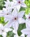 Клематис Сноу Куин 2 шт