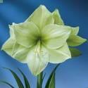 Амариллис Лимона 22/24 8 шт 