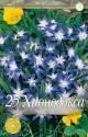 Хионодокса Люцилиа 25 шт 4/5
