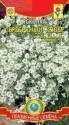 Ясколка Серебряный ковер Плз