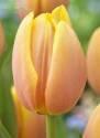 Тюльпан Манго Шарм  10 шт
