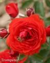 Роза Трампетер 1 шт флорибунда