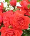 Роза Кримсон Орб 1 шт флорибунда