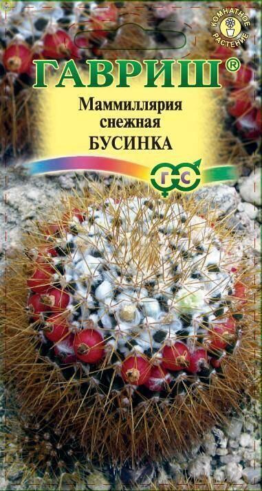 Маммиллярия Бусинка Гав