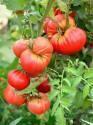 Помидоры Могучан Степанова F1 СиО