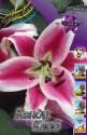 Лилия Кэнди Клаб 12/14 5 шт ОТ