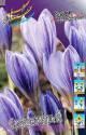 Крокус Срешетчатый 7шт