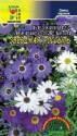 Брахикома Звездная россыпь смесь ЦС