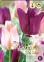 Микс тюльпанов(Салмон Принц,Парпл Принц) 10/11 20 шт