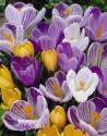 Крокус Смесь крупноцветковых 10шт