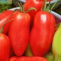 Помидоры Хьюго СиО