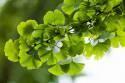 Гинго Ginkgo biloba C1.5
