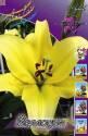 Лилия Йеллоуин 12/14 25 шт 