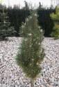 Сосна Pinus nigra Komet C1,5 