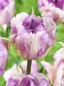 Тюльпан Дабл Ширли 7 шт
