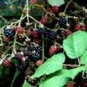 Ежевика кустистая Гималайя Р9