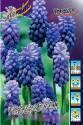 Мускари Muscari Latifolium 5/+ 200 шт