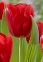 Тюльпан Рэд Лайт 10 шт