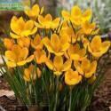 Крокус Дороти 10 шт