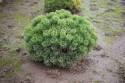 Сосна Pinus mugo pumilio C1,5 