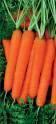 Морковь Без сердцевины ЦС