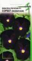 Фиалка Сорбет ежевичная F1 ССО
