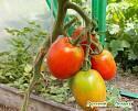 Томат Де Барао НК