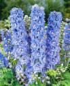 Дельфиниум Магические фонтаны небесно-голубой СиО