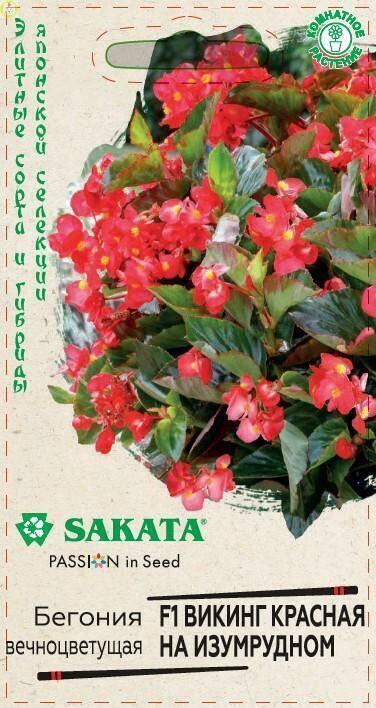Бегония Викинг красная изумрудном F1 Гав