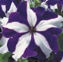 Петуния Королевская звезда синяя ЦС