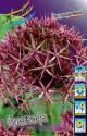 Лук декор. Allium christophii 10/12 100 шт