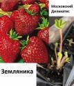 Земляника Московский Деликатес туба