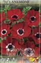 Анемона Холландия 20 шт 6/+