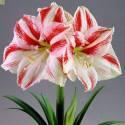 Амариллис Клоун 24/26 8 шт