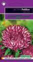 Астра Риббон красная Гав