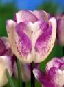 Тюльпан Ширли 11/12 7 шт