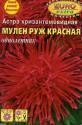 Астра Мулен Руж красная хризантемовидная Аэл