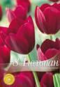 Тюльпан Нейшнл Велвет триумф 8 шт 11/12
