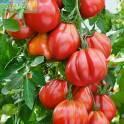 Помидоры Амаури F1 СиО