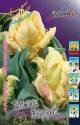 Тюльпан Зампа Пэррот 7 шт