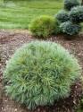 Сосна Pinus strobus Macopin C1,5 