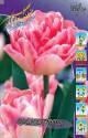 Тюльпан Фокстрот 11/12 100 шт