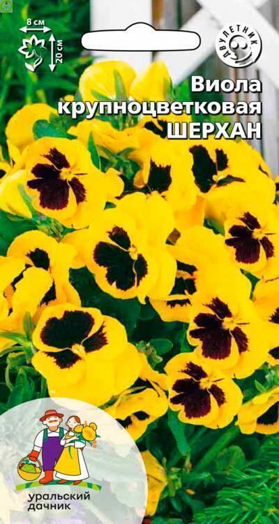 Виола Шерхан УД