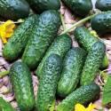 Огурцы Уран F1 СиО
