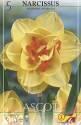 Нарцисс Аскот махровый 5 шт 12-14